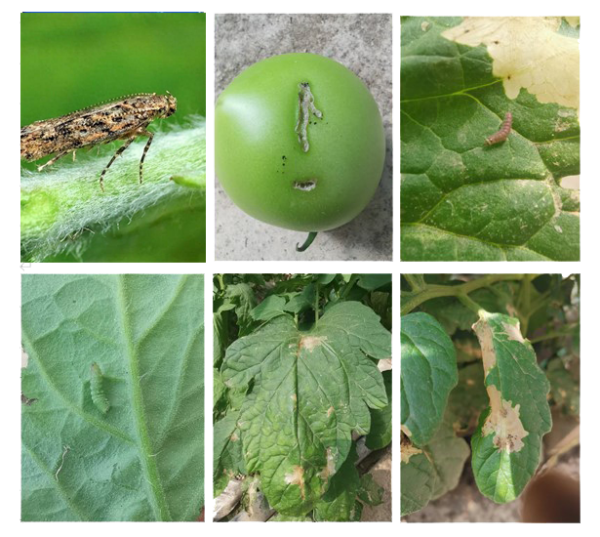 粘虫板上的番茄潜叶蛾怎么数？一拍就知道！