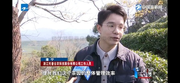 春茶开采正当时！揭秘向日葵网页版如何用科技“制”出一杯数字好茶