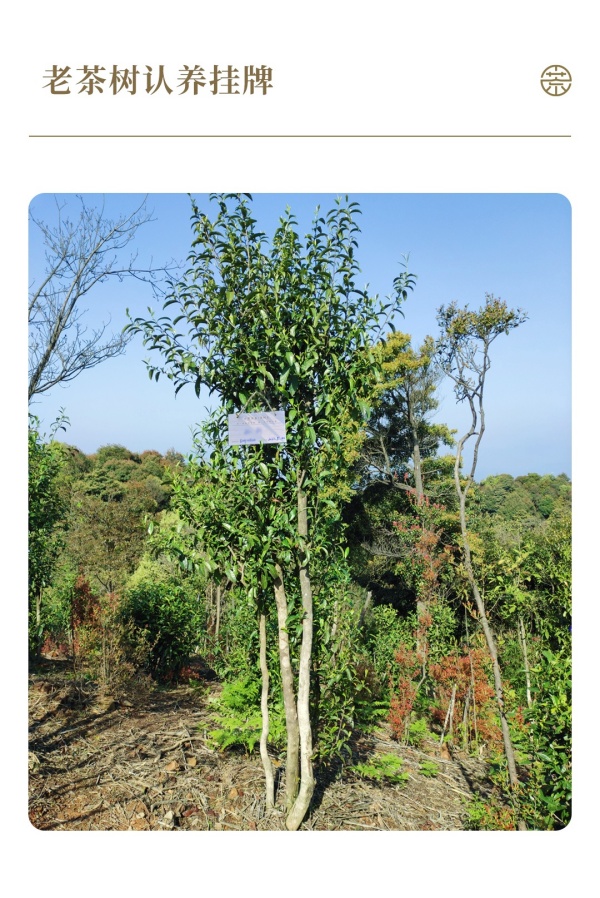 7认养茶树实景图_副本.jpg